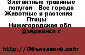 Элегантные травяные попугаи - Все города Животные и растения » Птицы   . Нижегородская обл.,Дзержинск г.